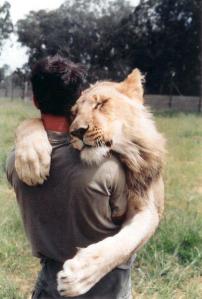 Lion hugs Man