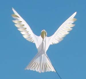 The kite is changing into a dove!