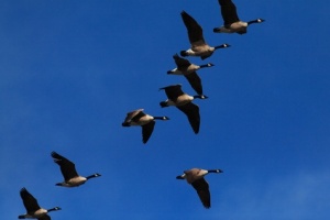 canada geese in flight