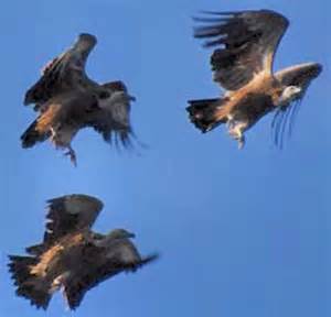 Vultures Flying Overhead
